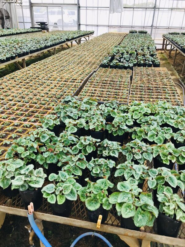 街角リポート Fm Yokohama 84 7 植え替えシクラメン 街角リポート Fm Yokohama 84 7 植え替えシクラメン