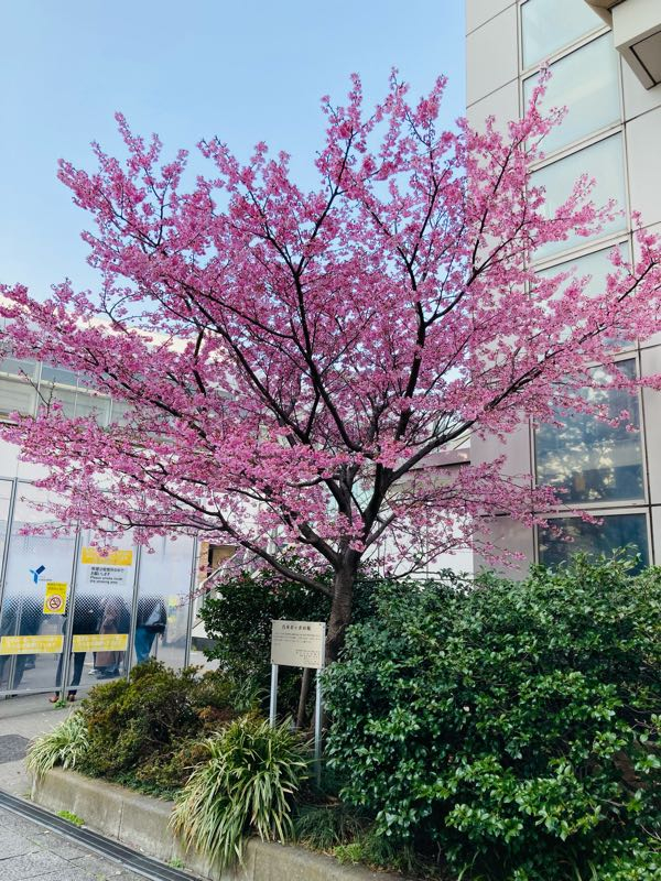 街角リポート - Fm yokohama 84.7 : 汽車ポッポの桜！