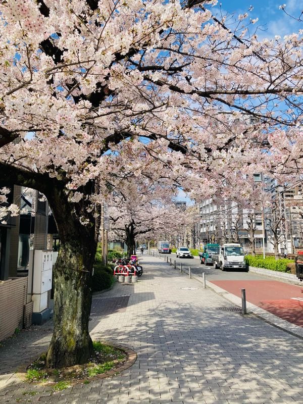 街角リポート - Fm yokohama 84.7 : 蒲田で桜！