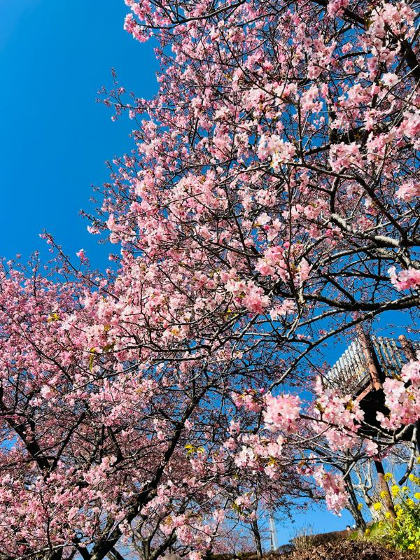 街角リポート - Fm yokohama 84.7 : 早咲きの桜！松田山！