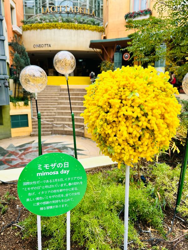 街角リポート - Fm yokohama 84.7 : MIMOSA FESTA2024！