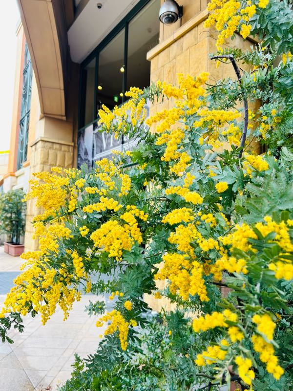 街角リポート - Fm yokohama 84.7 : MIMOSA FESTA2024！