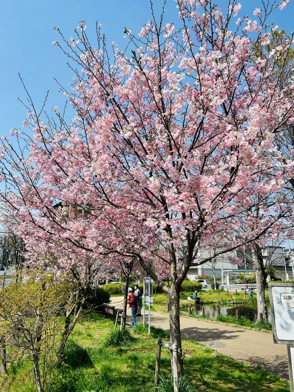 桜、台 p1712027371147.jpg?alt=/photos