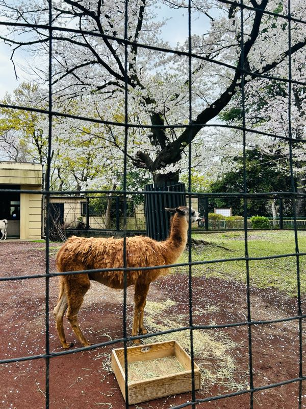 街角リポート - Fm yokohama 84.7 : 夢みたい！？夢見ヶ崎動物公園！
