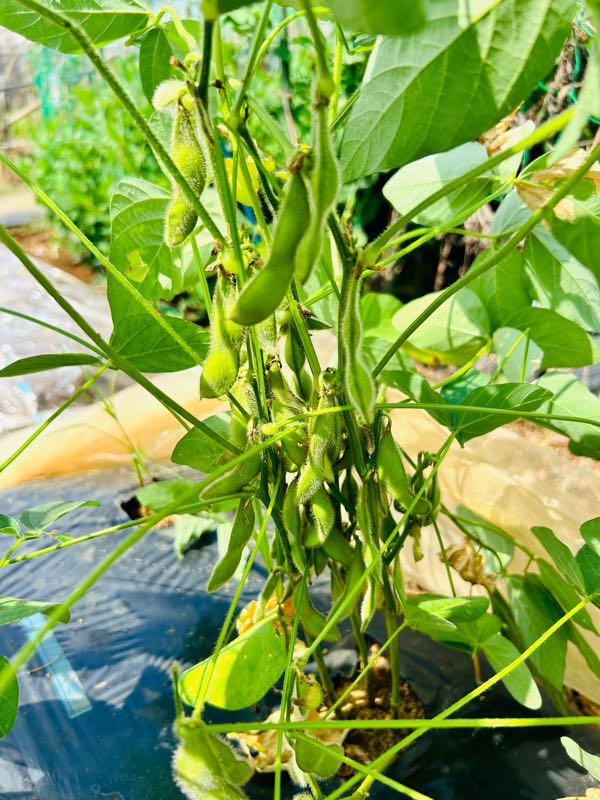 街角リポート - Fm yokohama 84.7 : 収穫！Lovelyファーム！