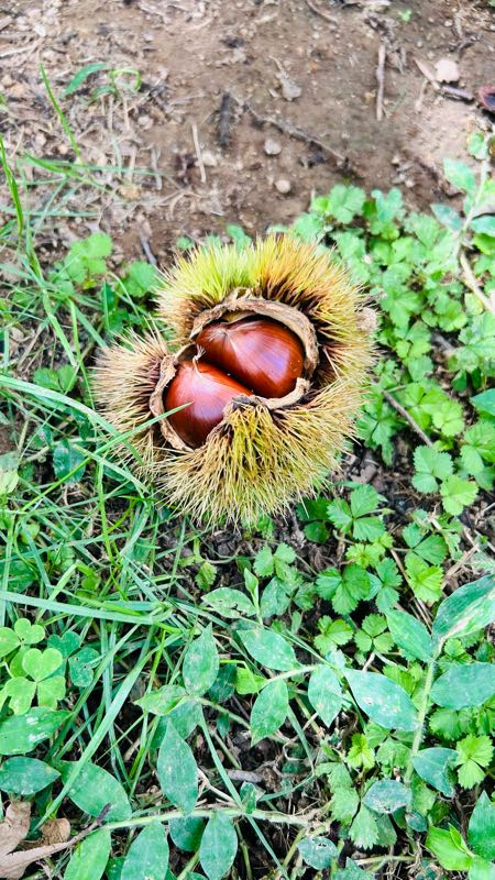 街角リポート - Fm yokohama 84.7 : 栗拾い！鈴木園！