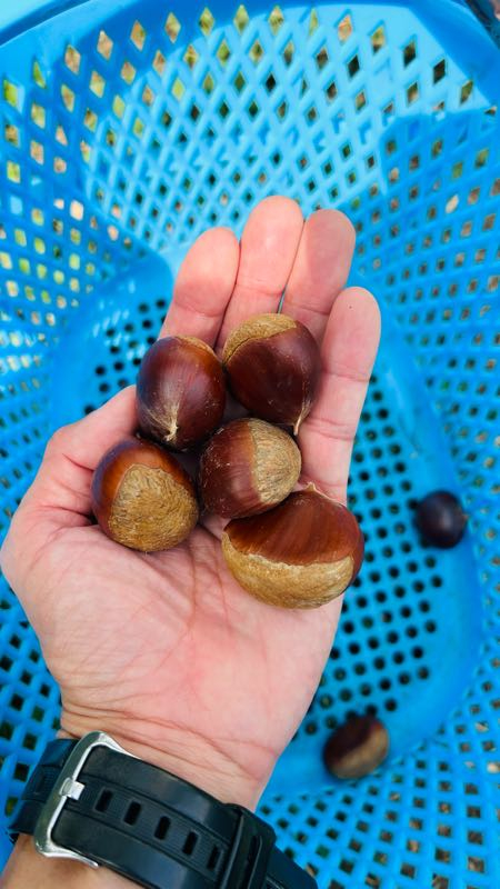 街角リポート - Fm yokohama 84.7 : 栗拾い！鈴木園！