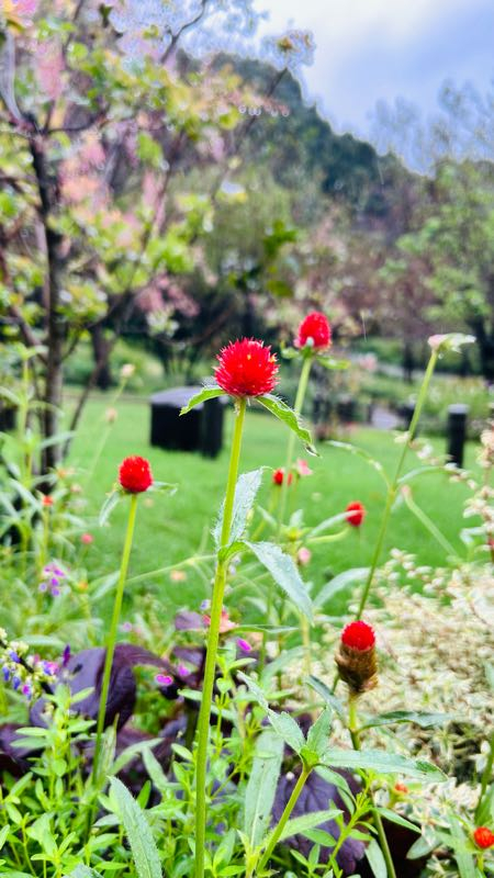 街角リポート - Fm yokohama 84.7 : 冷たい雨、里山ガーデン！