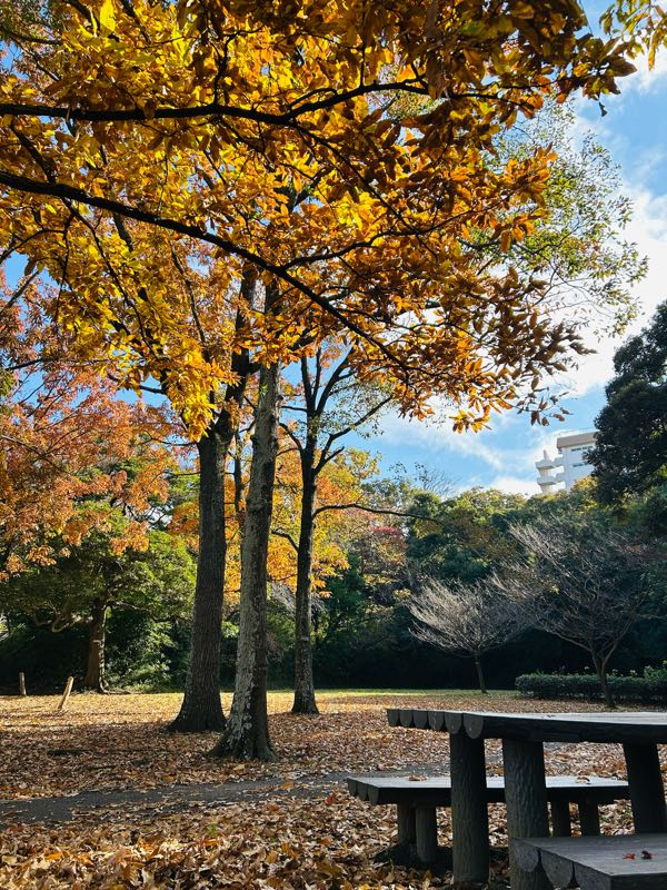 紅葉の賀は賑わいて PR 4枚