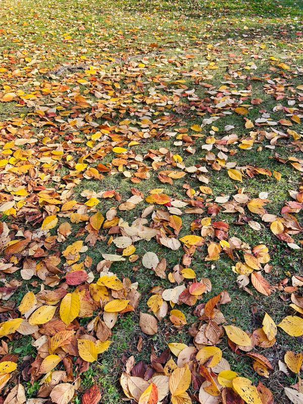 紅葉 東海のお勧め紅葉ツーリングスポット.12～飛騨せせらぎ街道