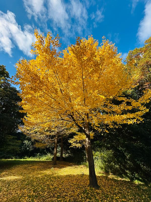 紅葉 街角リポート - Fm yokohama 84.7 : 紅葉スポット！久良岐公園！