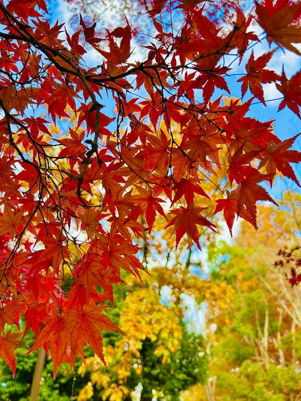 紅葉の木 街角リポート - Fm yokohama 84.7 : 紅葉スポット！久良岐公園！