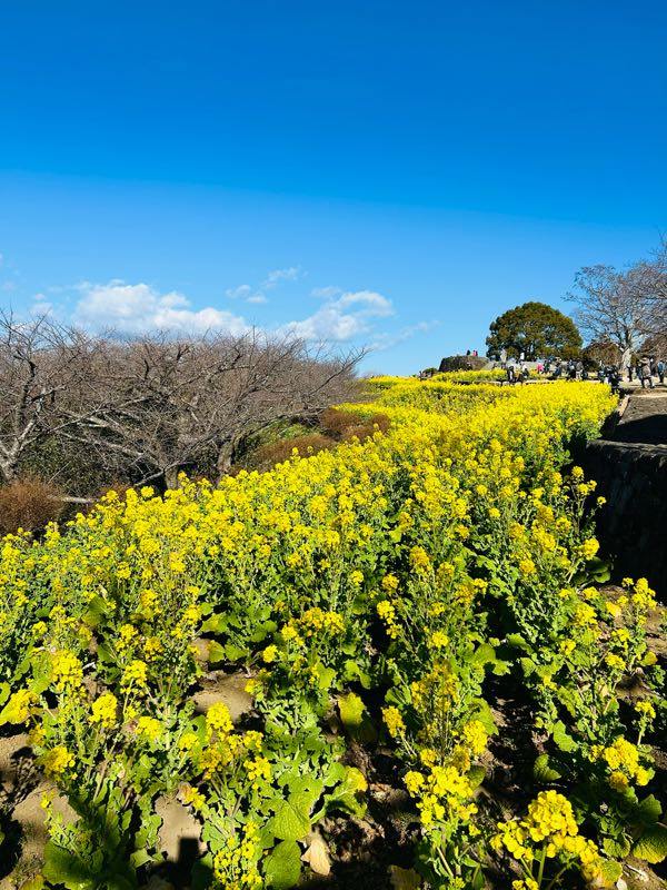 街角リポート - Fm yokohama 84.7 : 菜の花満開！吾妻山公園！