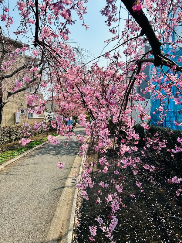 街角リポート - Fm yokohama 84.7 : 楽しい！桜百華の道！