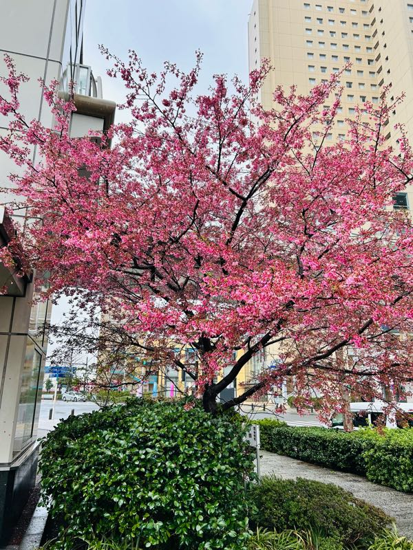 桜の木 街角リポート - Fm yokohama 84.7 : 雨のはなきん！？桜木町駅！
