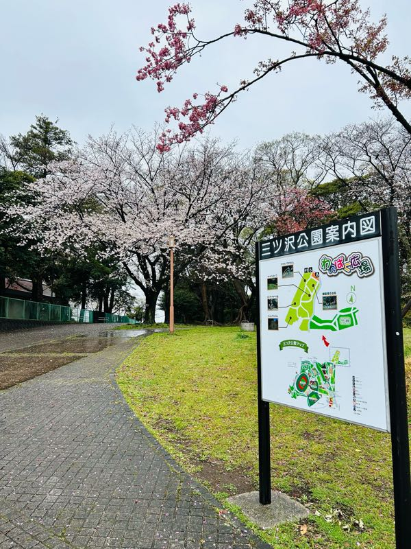 街角リポート - Fm yokohama 84.7 : 桜の名所！三ツ沢公園！