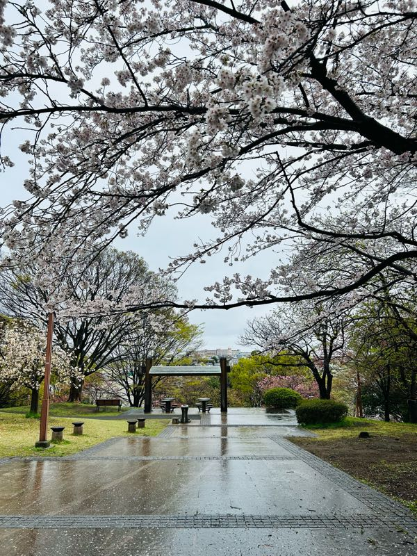 街角リポート - Fm yokohama 84.7 : 桜の名所！三ツ沢公園！