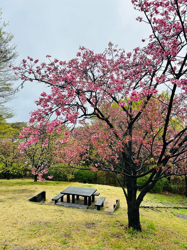 街角リポート - Fm yokohama 84.7 : 桜の名所！三ツ沢公園！