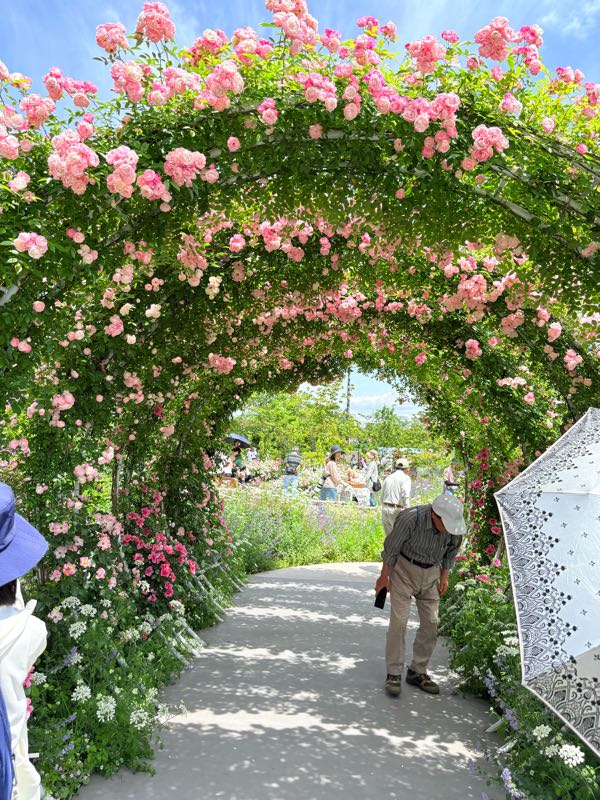 街角リポート - Fm yokohama 84.7 : あやせローズガーデン！