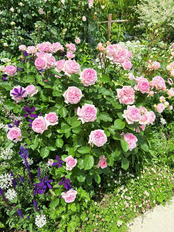 ローズガーデン 出張販売会 in #あやせローズガーデン @ayase.rosegarden with