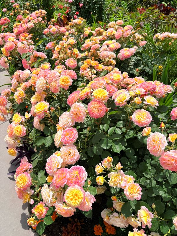 街角リポート - Fm yokohama 84.7 : あやせローズガーデン！