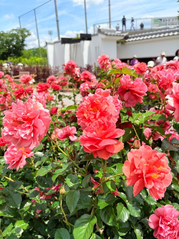 街角リポート - Fm yokohama 84.7 : あやせローズガーデン！