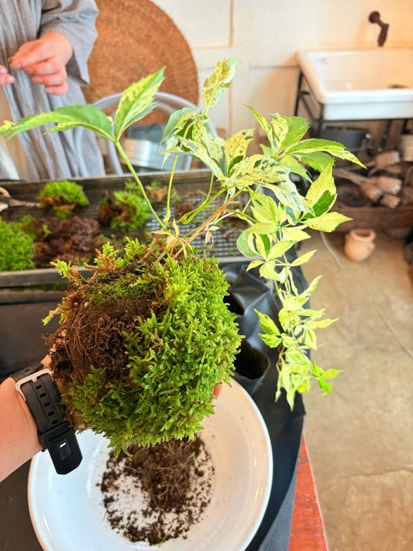 街角リポート - Fm yokohama 84.7 : 色とりどリポート！苔玉作り！