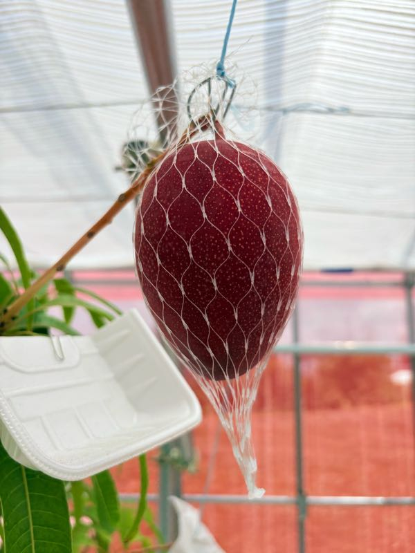 街角リポート - Fm yokohama 84.7 : マンゴーGOGO！