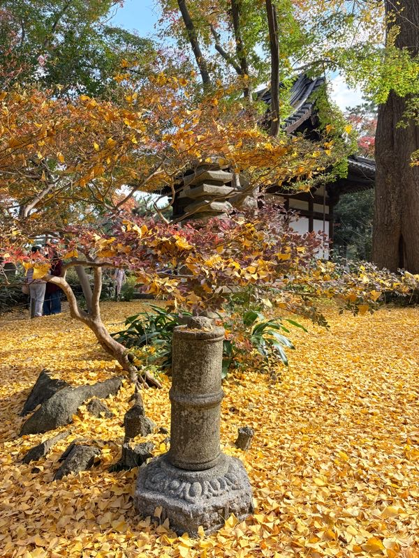 街角リポート - Fm yokohama 84.7 : 紅葉見に行こうよ〜