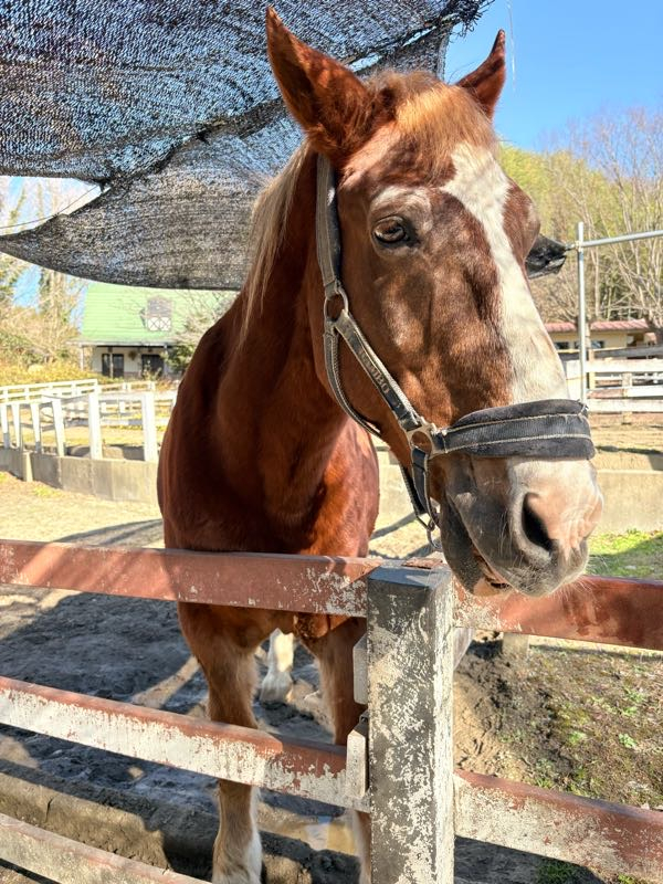 街角リポート - Fm yokohama 84.7 : こどもの国！来年の干支にご挨拶！
