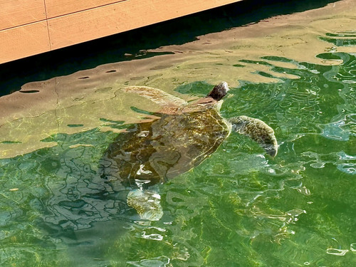 0a9a2e4db22845ad880a11adeedb99d9